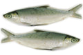 MILKFISH WHOLE ROUND 600–800G
