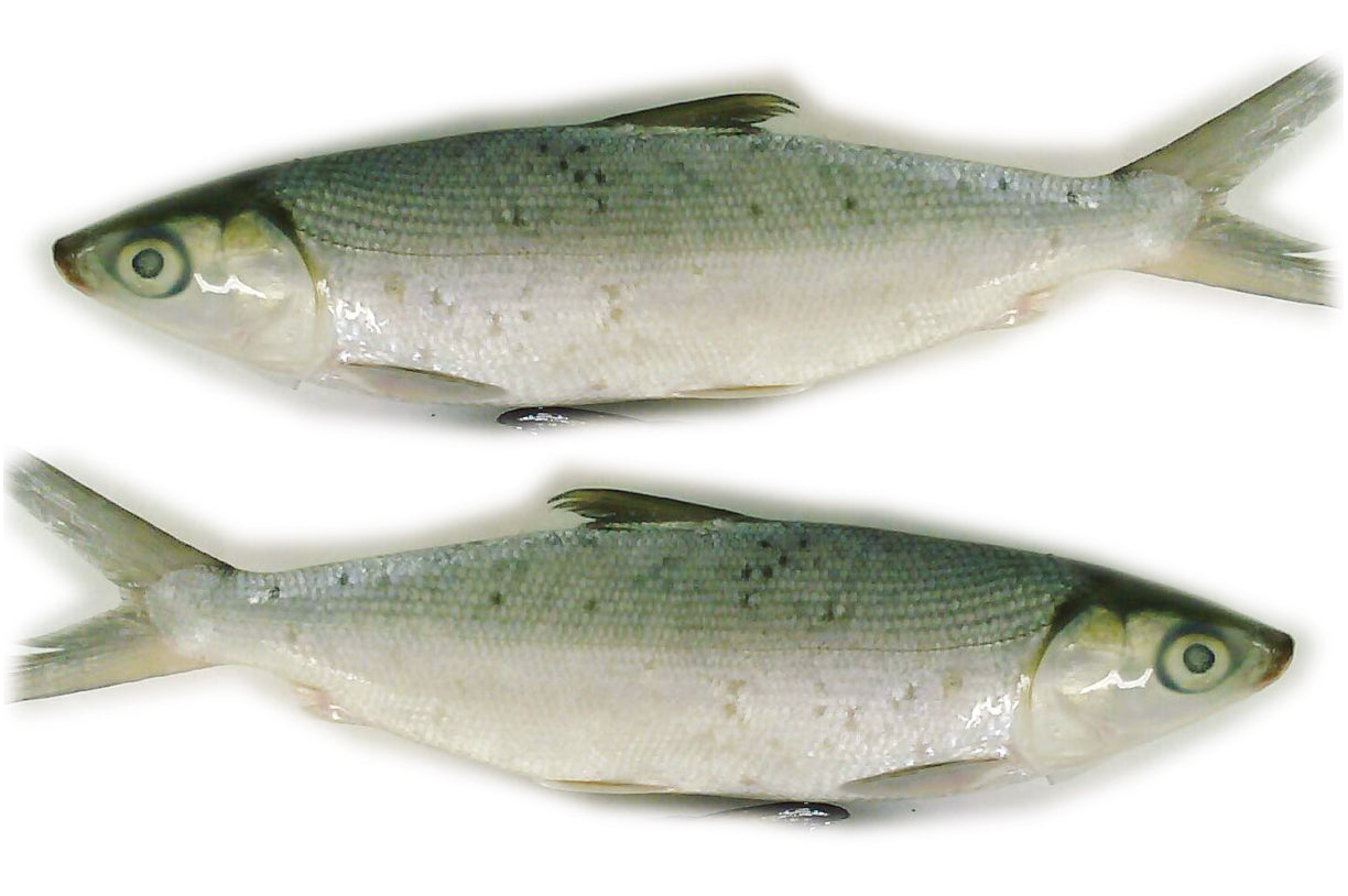 MILKFISH WHOLE ROUND 600–800G